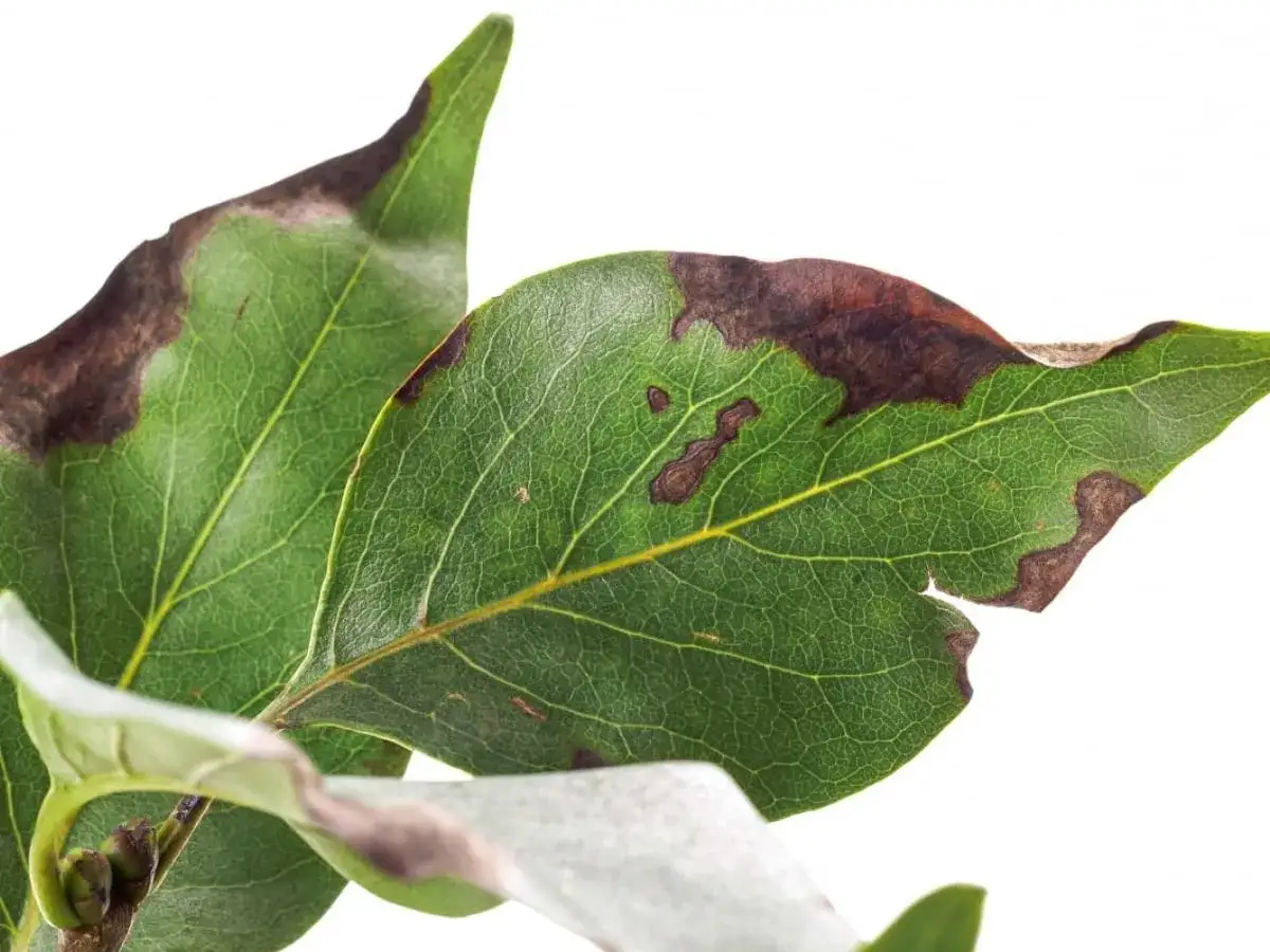 Liście magnolii z brązowymi plamami, objawy chorób.
